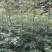 狮子头，大红袍花椒苗1~2年