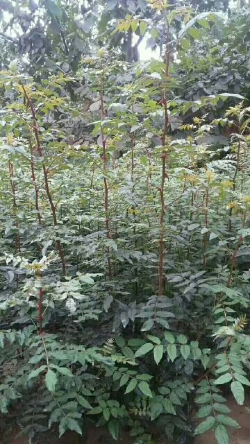 狮子头，大红袍花椒苗1~2年