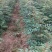 狮子头，大红袍花椒苗1~2年