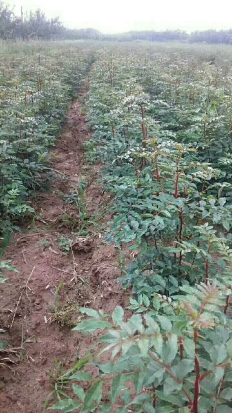 狮子头，大红袍花椒苗1~2年