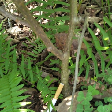 猕猴桃苗嫁接苗0.6~0.8cm30~35cm