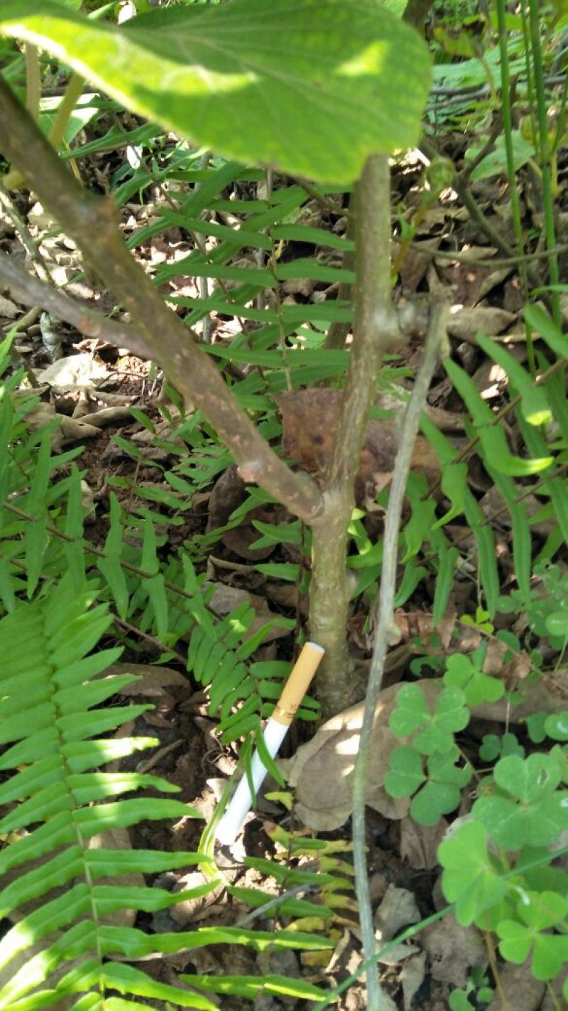 猕猴桃苗嫁接苗0.6~0.8cm30~35cm