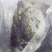 土蜂蜂蛹野生