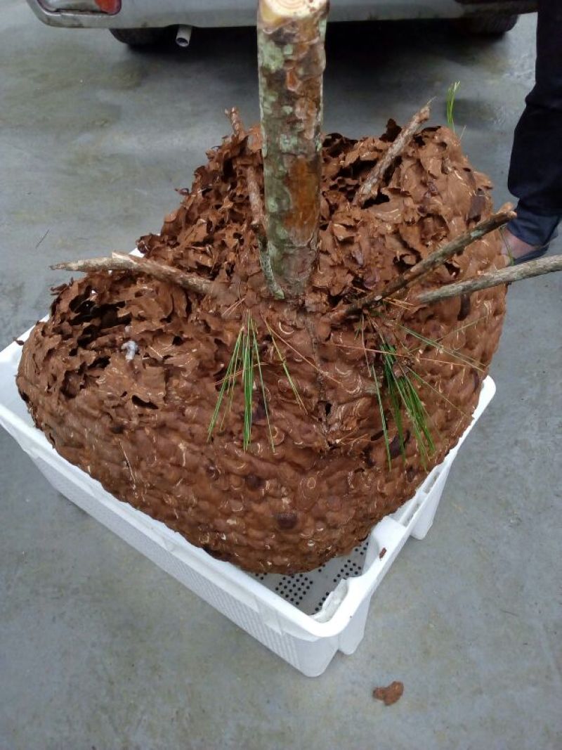 土蜂蜂蛹野生