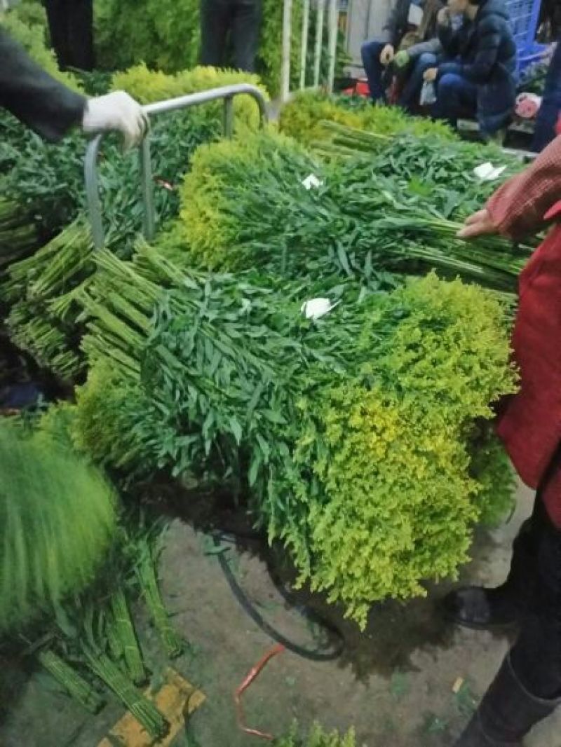 云南花卉基地直供鲜切花黄莺切花花材配花