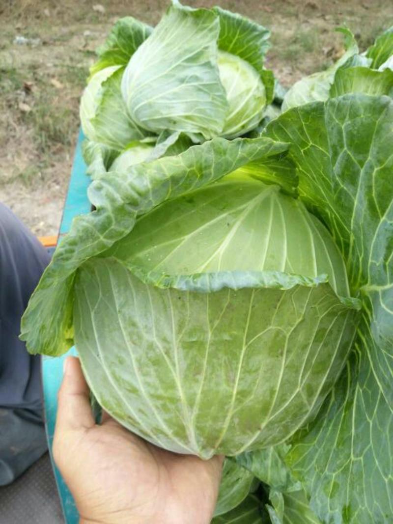 扁包菜精品1~2斤对接农户一手货源适合发市场走超市