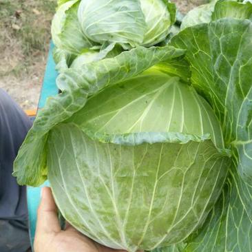 扁包菜精品1~2斤对接农户一手货源适合发市场走超市