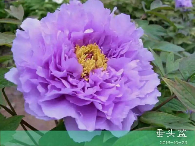 牡丹苗20~30cm