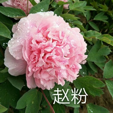 牡丹苗20~30cm