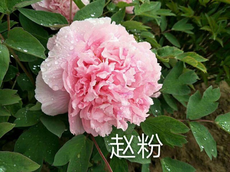 牡丹苗20~30cm