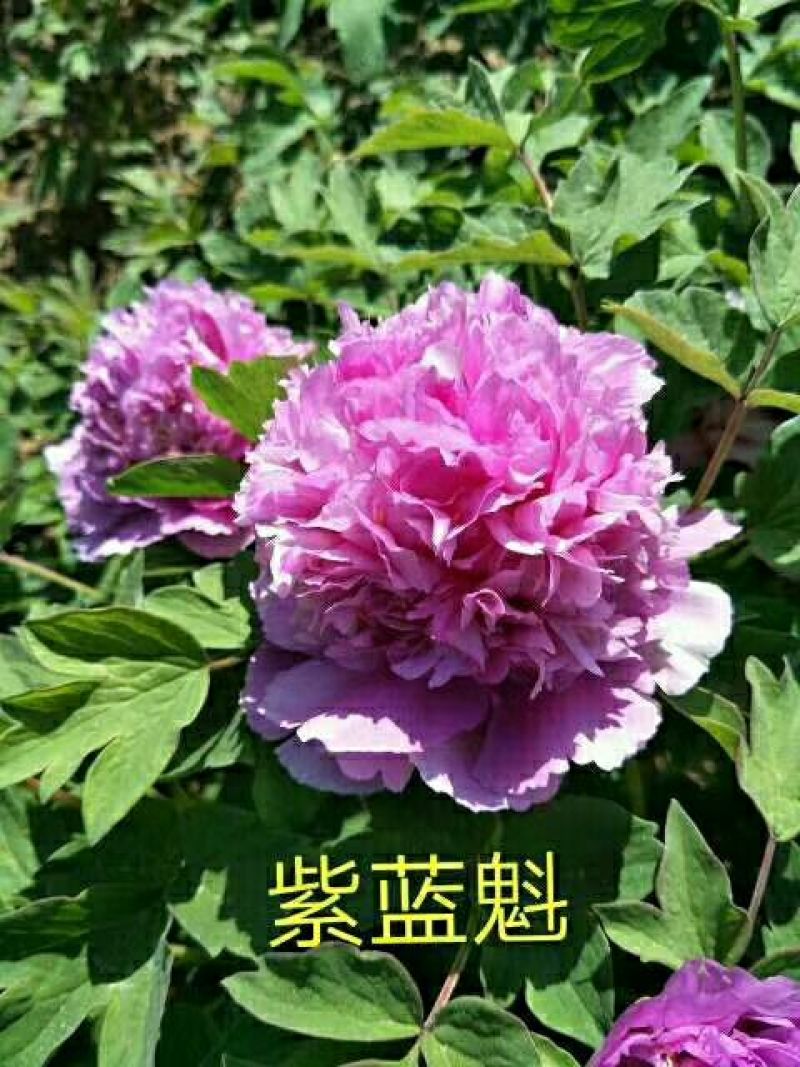 牡丹苗20~30cm
