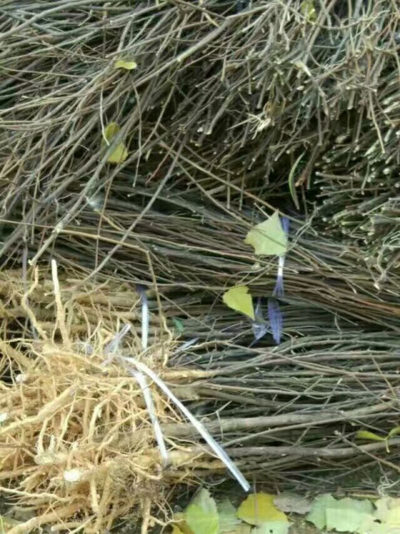 文冠果苗油料树种山西文冠果苗
