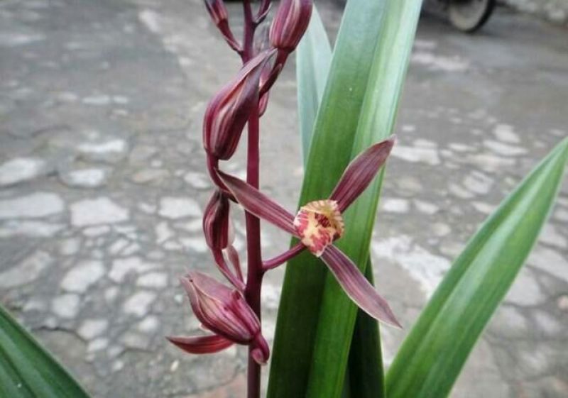 墨兰