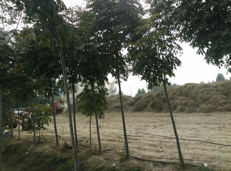 花生糠花生秧粗细糠都可以有