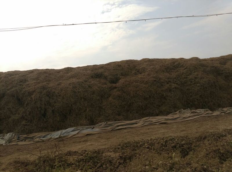 花生糠花生秧粗细糠都可以有