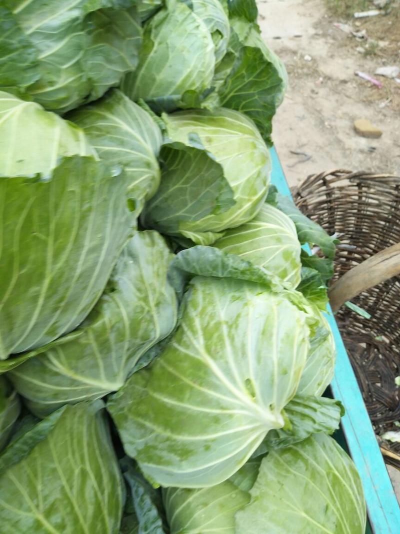 圆包菜精品1~2公斤基地直供对接农户一手货源