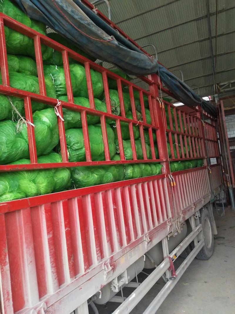 圆包菜精品1~2公斤基地直供对接农户一手货源
