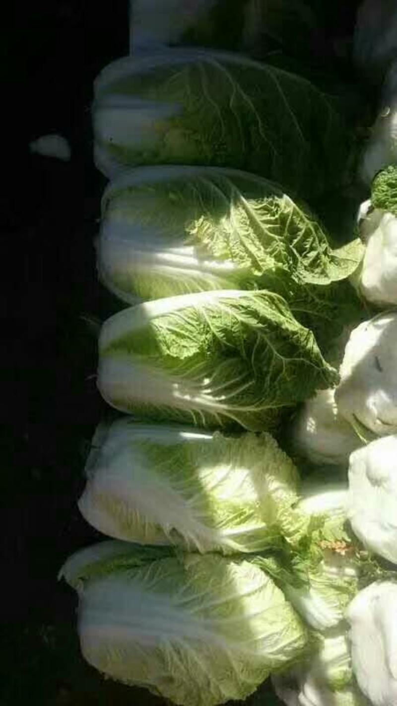 白菜4~6斤净菜