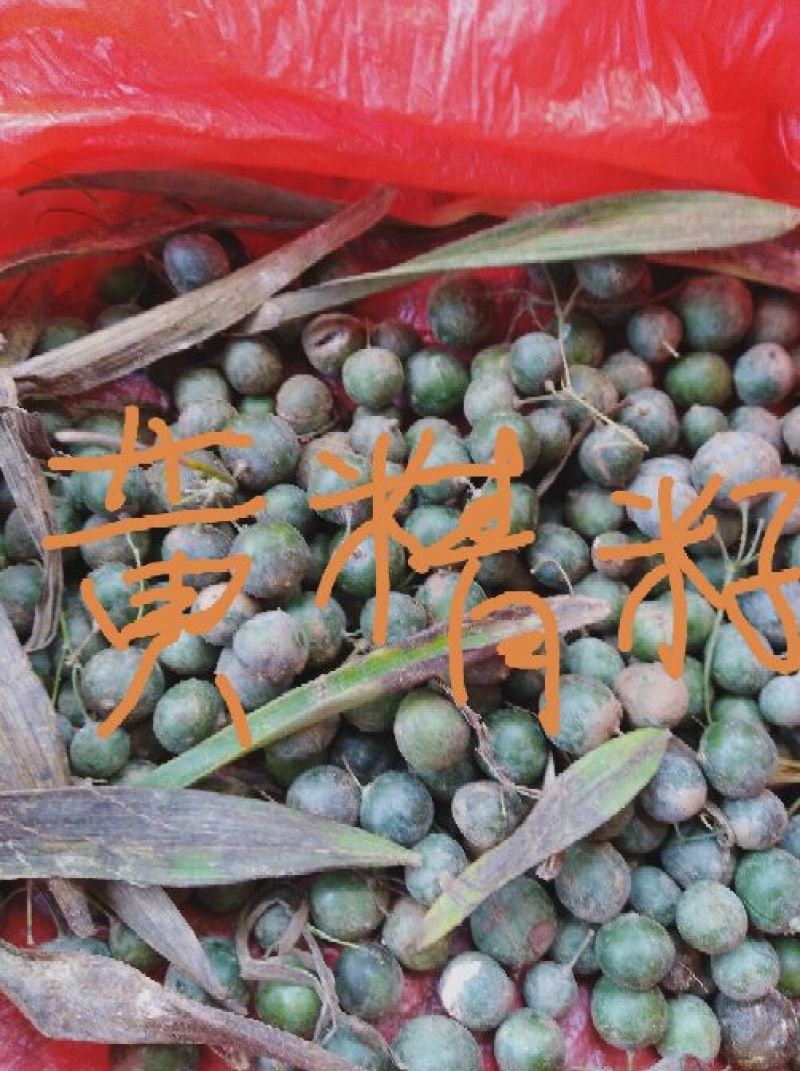 鸡头青皮黄精果子，黄精种子