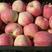 山东红富士苹果大量上市，一手货源，囗感脆甜，保质保量