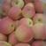 山东红富士苹果大量上市，一手货源，囗感脆甜，保质保量
