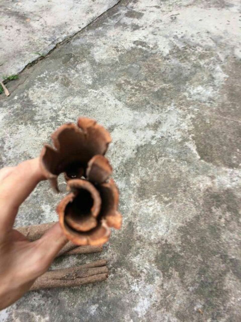 桂皮包装中通