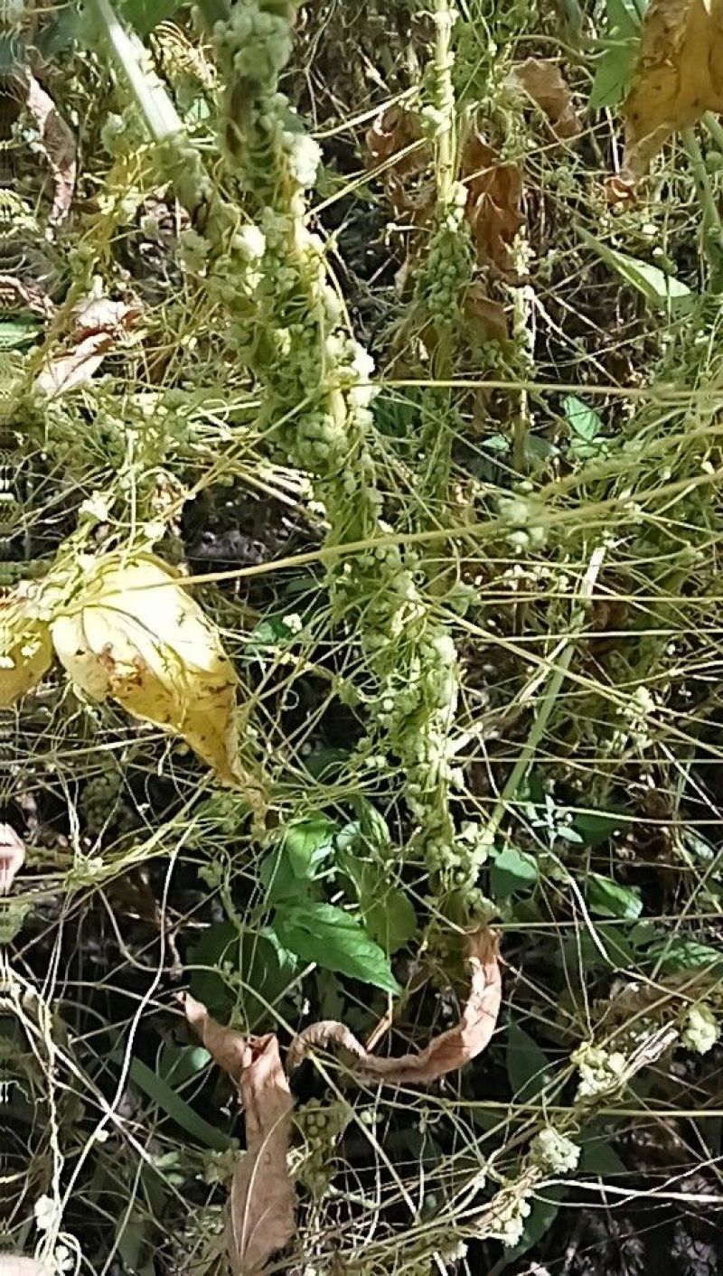 菟丝子统货