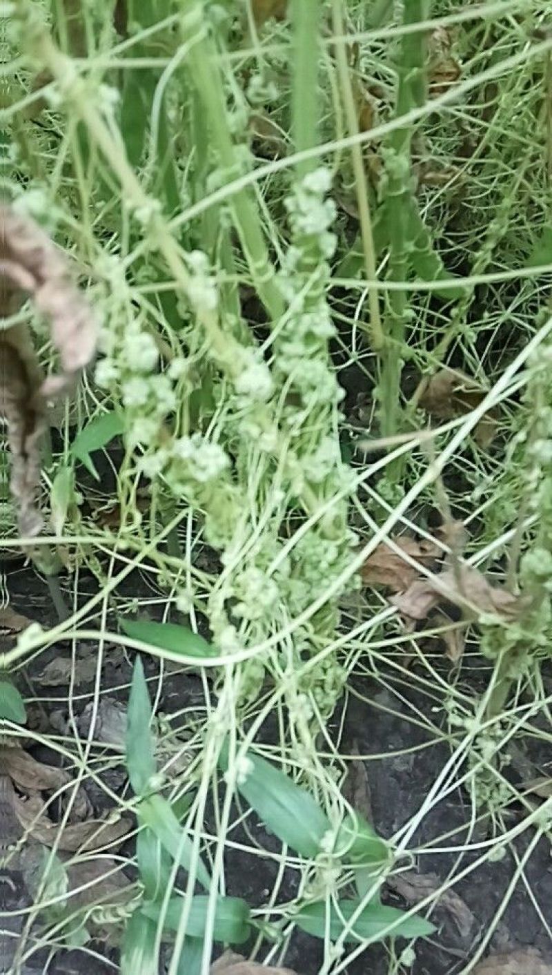 菟丝子统货