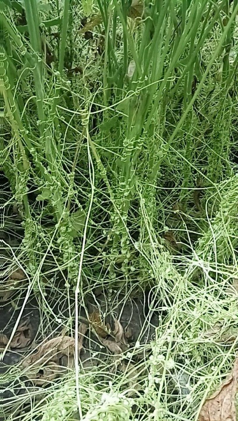 菟丝子统货