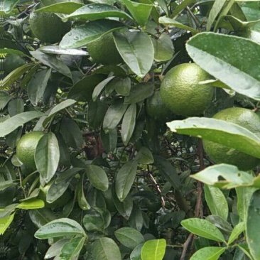 柠檬1~1.5两