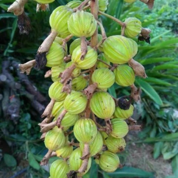 香砂