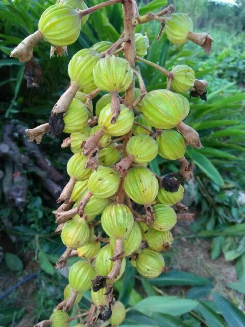 香砂