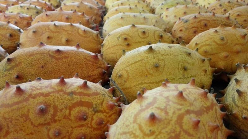 火星果刺角瓜0.5斤以上