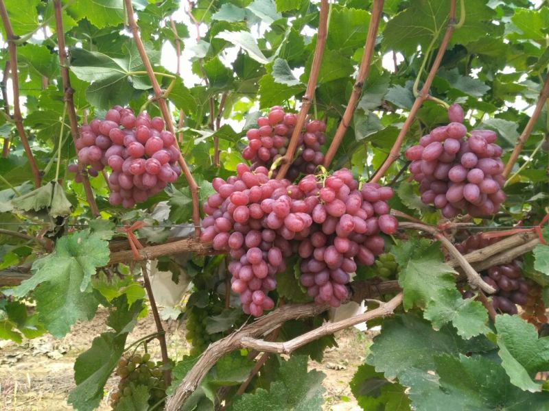 克伦生葡萄5%以下