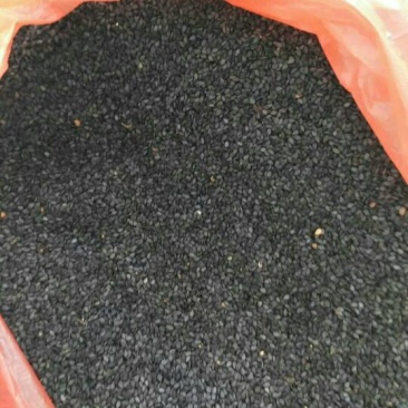 黑芝麻1级