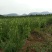 黑芝麻1级