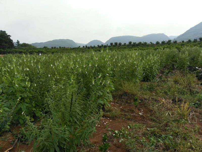 黑芝麻1级