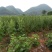 黑芝麻1级