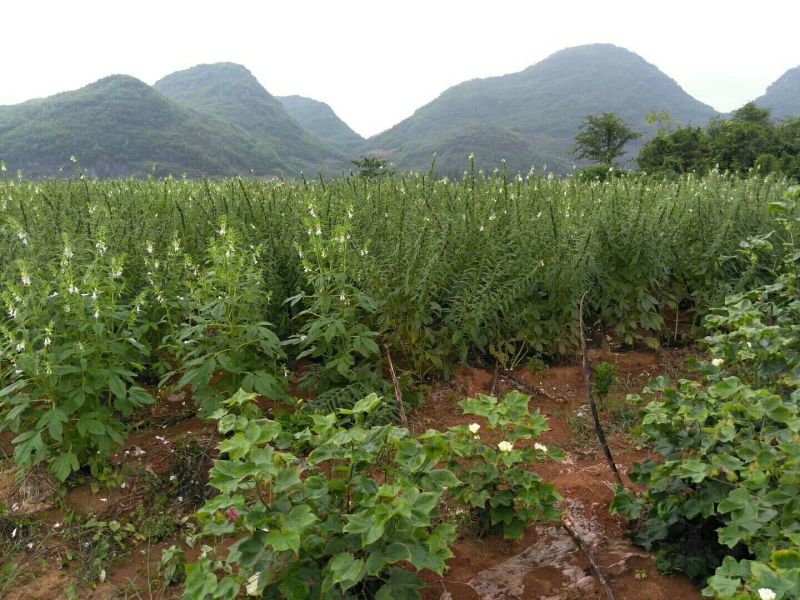 黑芝麻1级