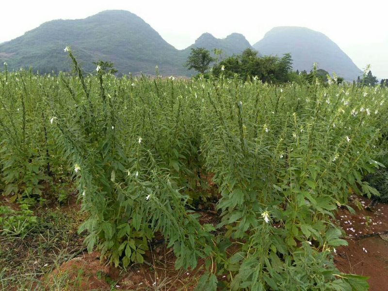 黑芝麻1级