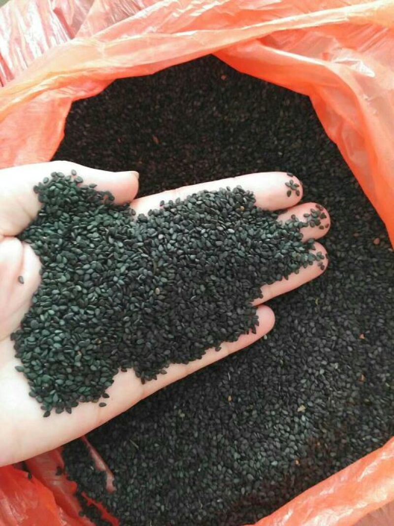 黑芝麻1级