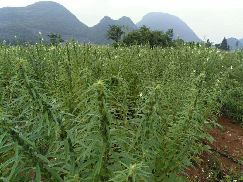 黑芝麻1级