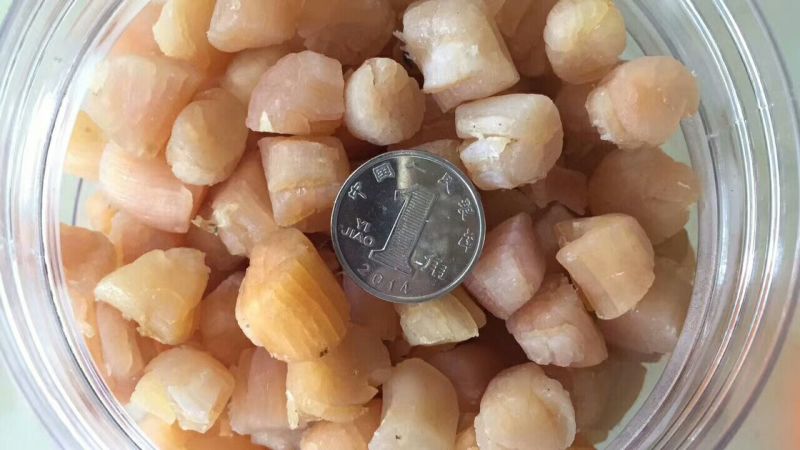 干贝食用鲜活0.1~0.9只/kg