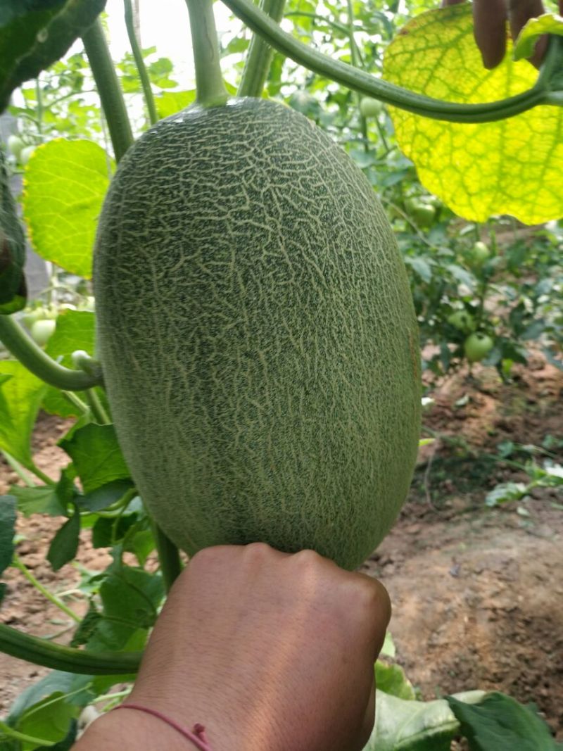 西州蜜瓜3斤以上椭圆形