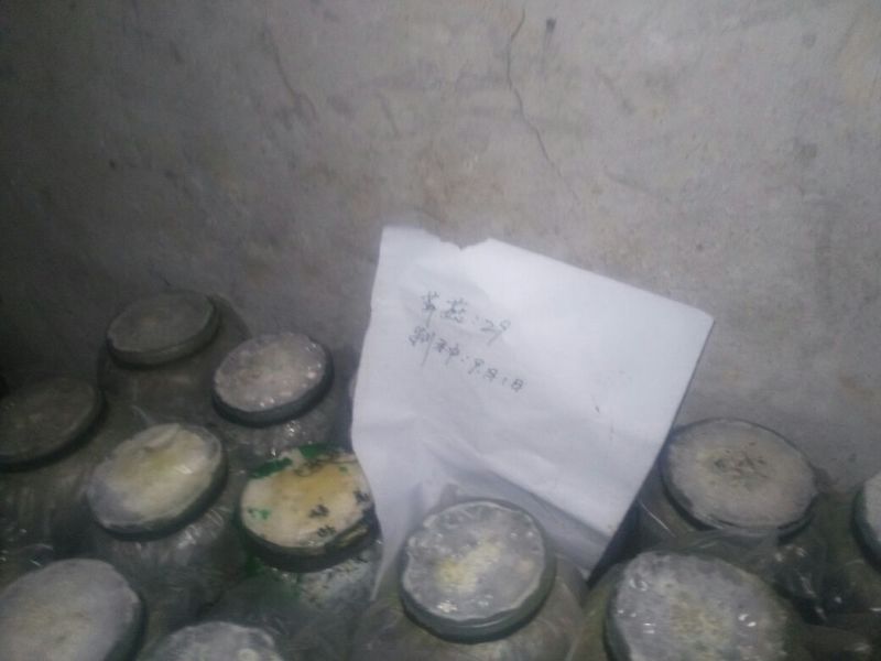 草菇10cm以上