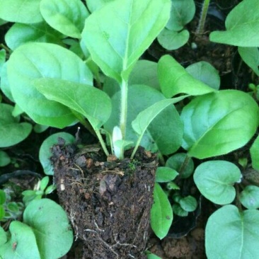 非洲菊种苗扶郎苗，组培小苗