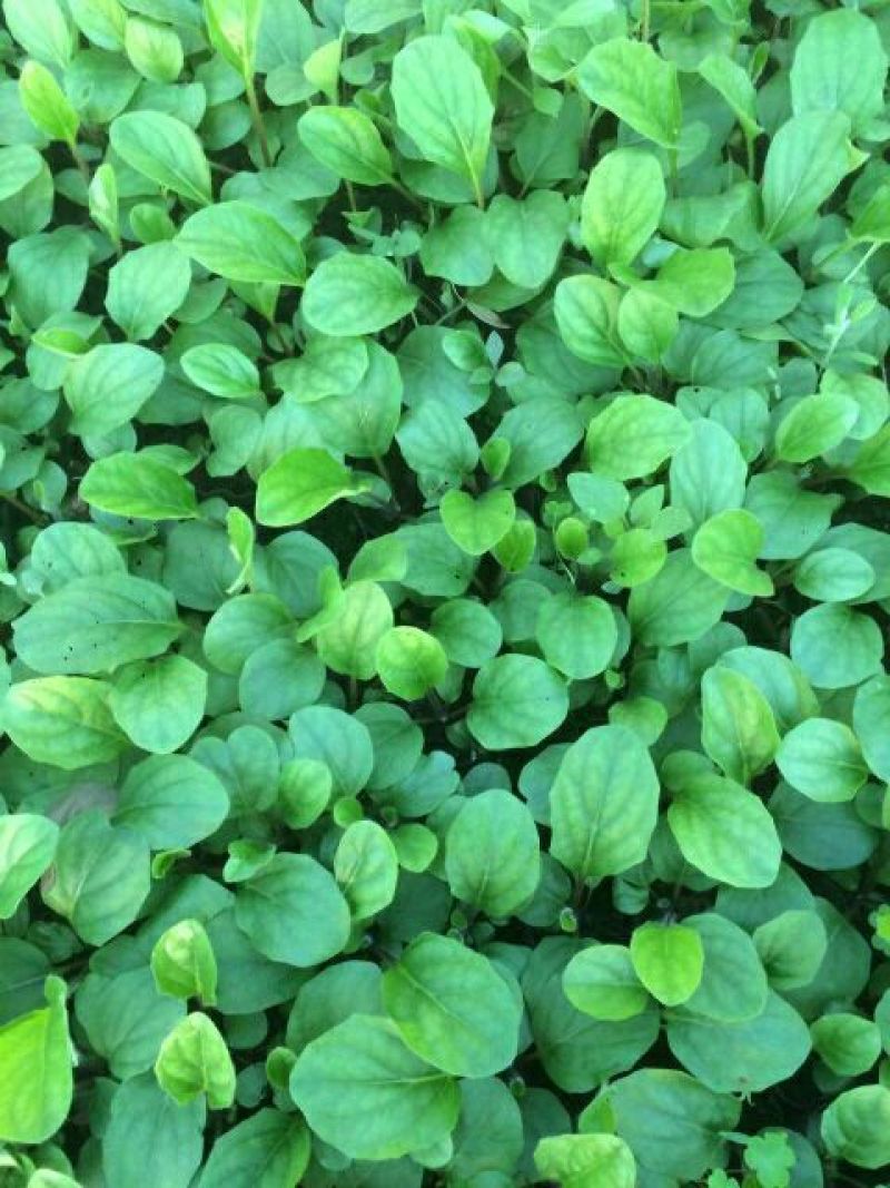 非洲菊种苗扶郎苗，组培小苗