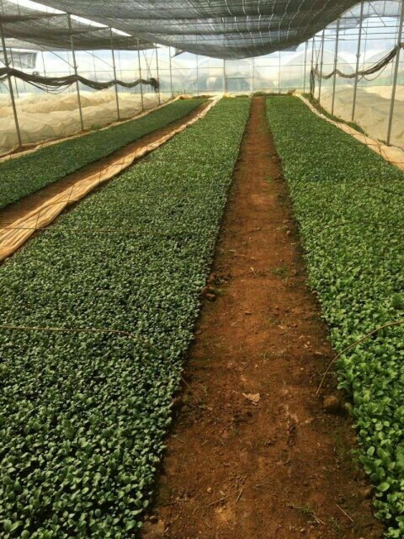 非洲菊种苗扶郎苗，组培小苗