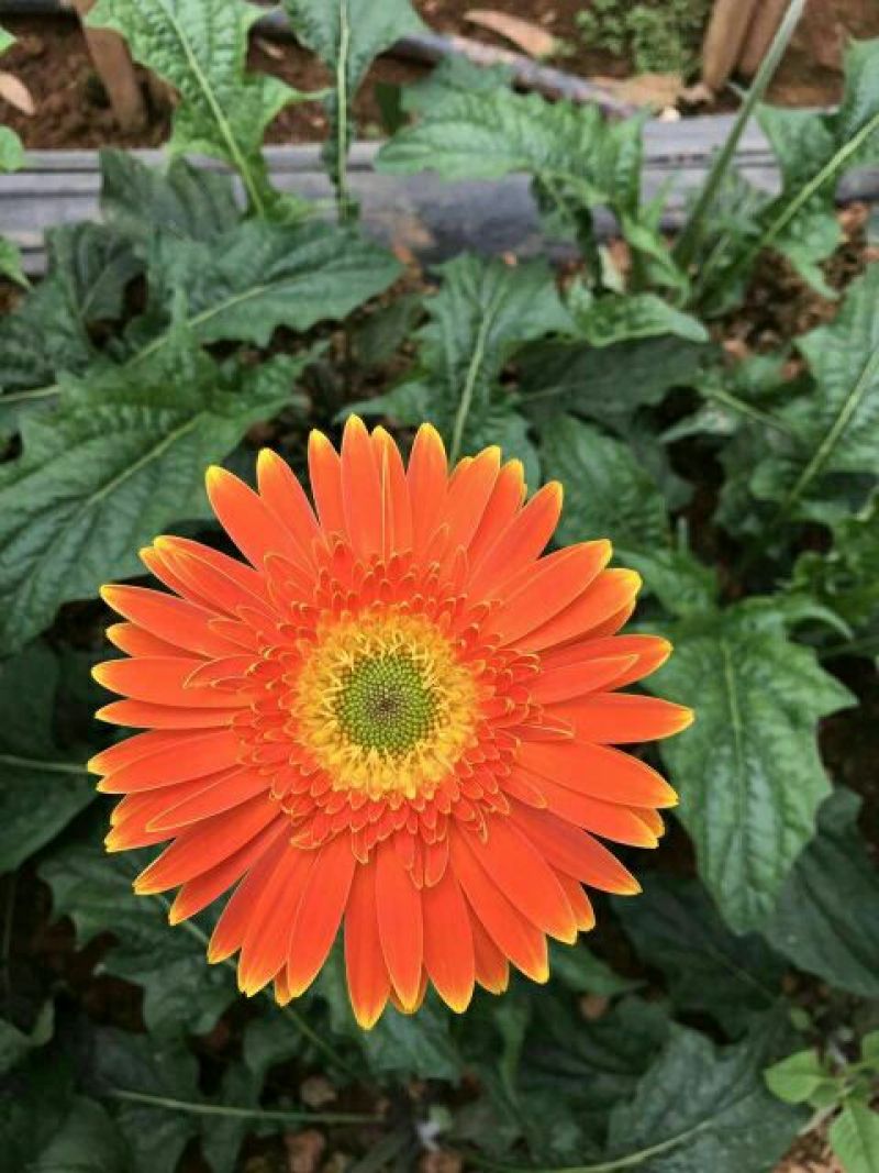 非洲菊种苗扶郎苗，组培小苗