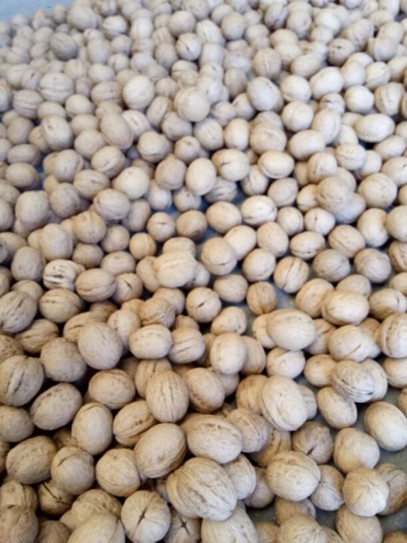 香玲核桃30mm以上去皮干